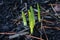 Macro Picture of Hosta plants Sprouting