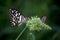 Macro picture of  Papilio demoleus is a common lime butterfly and widespread swallowtail .  also known as the lemon butterfly