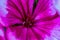 Macro picture of the pistils and stamen of a pink geranium flower