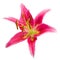 Macro picture of romantic pink lily