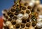 Macro picture of wasps sitting on its wasp nest