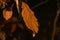Macro picture of the withered brown leaf on the tree in the autumns forest