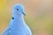 Macro pigeon