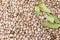 Macro of a pile of beans