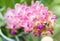 Macro of pink Aerides orchid flower
