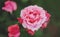 Macro pink bud of rose on a green background closeup with raindrops of water, beautiful romantic flowers for card clean space