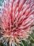 Macro of a pink firewood banksia flower