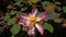 Macro Pink Flower Lotus with Pistil