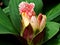 Macro pink flower Oxblood ginger ,Costus erythrophyllus Rubra ,insulin plants flowers ,Costaceae ,ginger flowers with soft selecti