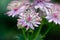 Macro of pink flowers of astrantia major showing many details like pistils and pollen