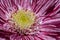 Macro of pink Ñhrysanthemum flower