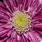 Macro of pink Ñhrysanthemum flower