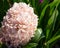 Macro of pink Hyacinthus orientalis common hyacinth, garden or Dutch hyacinth in Public landscape city park Krasnodar or Galitsk