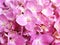 Macro pink hydrangea petals flower with sunlight for background, closeup pink flora with sunshine ,sweet color for card design