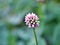Macro pink knotweed Pericaria capitata ,pink head smartweed ,Japanese knotweed ,trailing plants ,herbarium, weed flower with soft