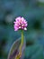 Macro pink knotweed Pericaria capitata ,pink head smartweed ,Japanese knotweed ,trailing plants ,herbarium, weed flower with soft