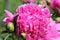 Macro of Pink Peonies Flower