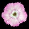 Macro of Pinks wild flower isolated on black