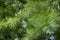 Macro of Pinus strobus needles in focus as green background. Original texture of natural greenery.