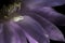 Macro pistil echinopsis