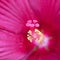 Macro of the pistils of a pink hibiscus flower