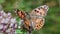 Macro of a plain tiger butterfly (Danaus chrysippus) resting on a flower