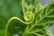 Macro of a plant spiral