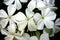 Macro of plumbago flowers