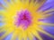 Macro on pollen of blossom purple lotus flower or water lily, abstract color