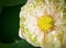 Macro of pollen lotus
