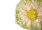 Macro of pollen lotus detail