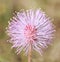 Macro pollen of pink flower