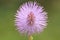 Macro pollen of pink flower , sensitive plant, mimosa