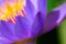 Macro pollen of purple lotus