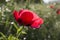 Macro of the poppy flower head. Red wild flower macro. Sunlight and sunshine