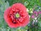 Macro poppy head flower petals in full bloom