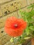 Macro poppy poppies closeup stamens pod seed flowers plants gardens small patio potted container garden summer spring