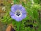 Macro poppy poppies closeup stamens pod seed flowers plants gardens small patio potted container garden summer spring