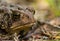 Macro portraint of large brown toad