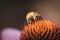 A macro portrait of a bee sitting on an euchanicea purpurea plant searching for some pollen to harvest