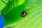 A macro portrait of a black ladybug or coccinellidae with red spots, walking on the edge of the shadow cast by one leaf on to