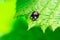 A macro portrait of a black ladybug or coccinellidae with red spots, walking towards the edge of a green leaf of a tree. The