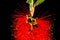 Macro Portrait of a blooming Bottlebrush Plant