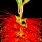 Macro Portrait of a blooming Bottlebrush Plant