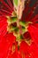 Macro Portrait of a blooming Bottlebrush Plant