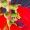 Macro Portrait of a blooming Bottlebrush Plant