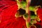 Macro Portrait of a blooming Bottlebrush Plant