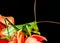 Macro portrait of a bright green single isolated grasshopper sitting on a red blossom on black background