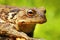 Macro portrait of Bufo bufo toad