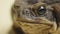 Macro portrait Cane Toad, Bufo marinus, sitting on a beige background in the studio. Rhinella marina or Poisonous toad